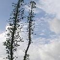 17. Mebuet